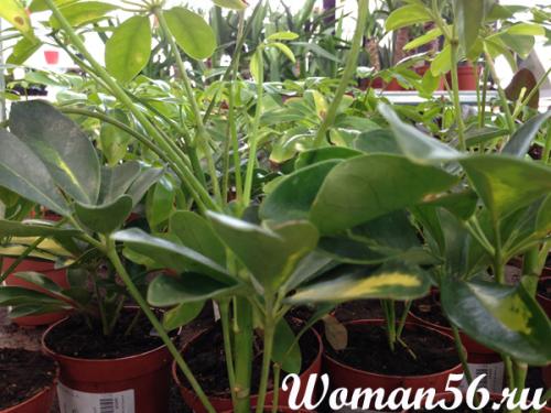 Циркон для шефлеры. Цветок Шефлера. Виды