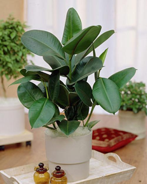 Фикус каучуконосный в природе. Фикус каучуконосный (Ficus elastica)