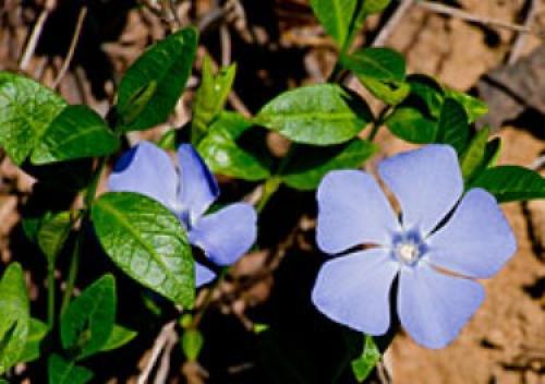 Барвинок зимостойкость. Барвинок