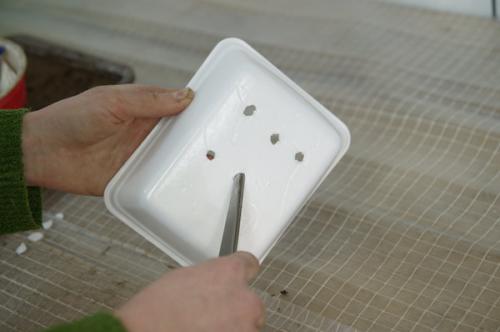 Ожика снежно-белая ЛЮЦИУС. Посев декоративных злаков (Ситник, Ожика, Булавоносец)