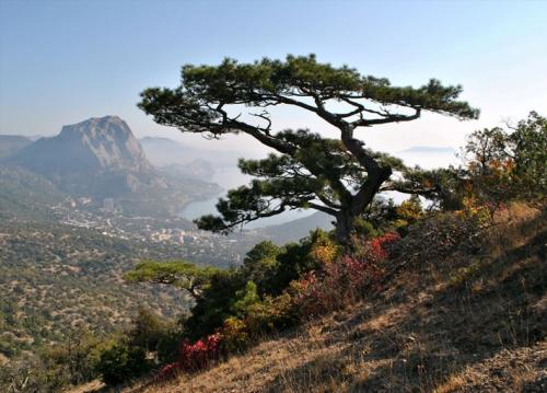 Посадка крымской сосны. Выбор саженца или его альтернативы