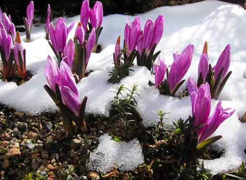 Безвременник весенний. Безвременик: виды, цветущие весной