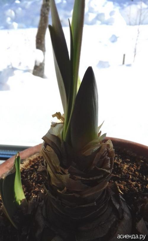 Как разбудить гиппеаструм. «Проснулся от спячки» гиппеаструм и растет «не по дням, а по часам»