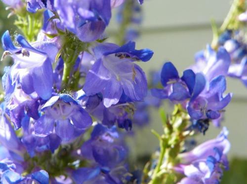 Пенстемон Хаскер Ред описание. Ботаническое описание