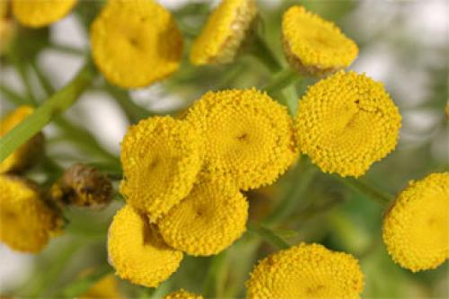 Канупер для ран. Канупер — лекарственное растение всем на удивление