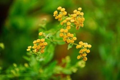 Трава Девы Марии. Калуфер - ароматная закладка для «Вечной книги»