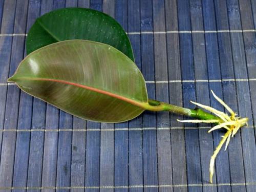 Фикус каучуконосный: сорта, уход, размножение