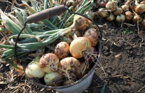 Обработка лука после уборки. Лучшее для лука — правильно сушим после уборки и тщательно готовим к долгому зимнему хранению выкопанный урожай