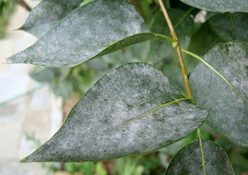 На сирени почернели листья. Болезни сирени с фото и борьба с ними