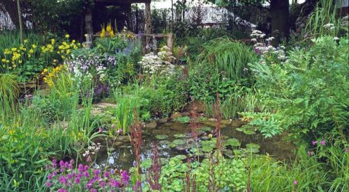 Многолетники с красивыми листьями