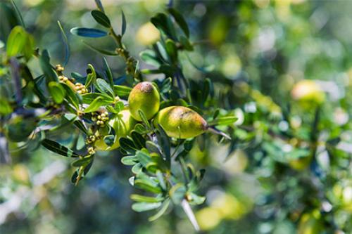 Аргановое масло для волос: происхождение