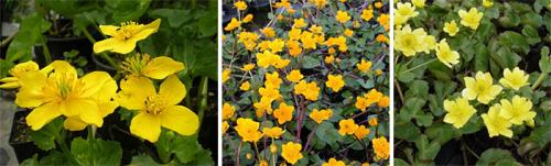 Caltha palustris Multiplex plena. Виды, подвиды и сорта калужницы