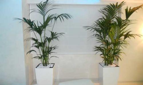 Как правильно ухаживать за пальмой ховея. Ховея — уход в домашних условиях