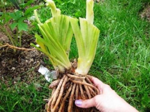 Чем подкормить лилейник осенью. Особенности ухода за лилейниками осенью