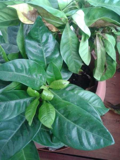 Чернеют листья у комнатной гортензии. Почему у гортензии сохнут и опадают листья? Другие болезни гортензии