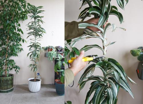 Как обрезать драцену душистую. Драцена: как обрезать ствол