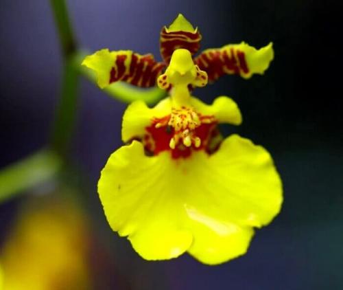 Онцидиум Свит Шугар уход в домашних условиях. Уход за онцидиумом в домашних условиях