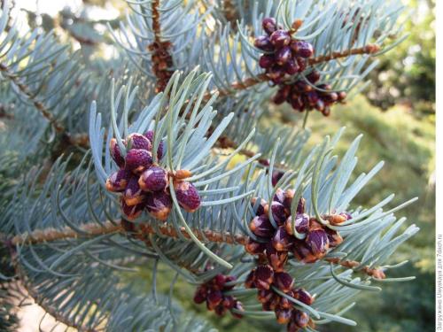 Пихта Глаука Компакта. Популярные сорта