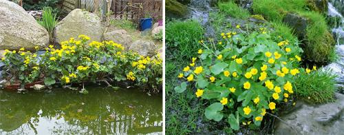 Caltha palustris Multiplex plena. Виды, подвиды и сорта калужницы