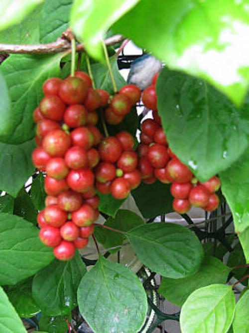 Рецепт приготовления из ягод лимонника. Рецепты применения лимонника: от настойки до чая