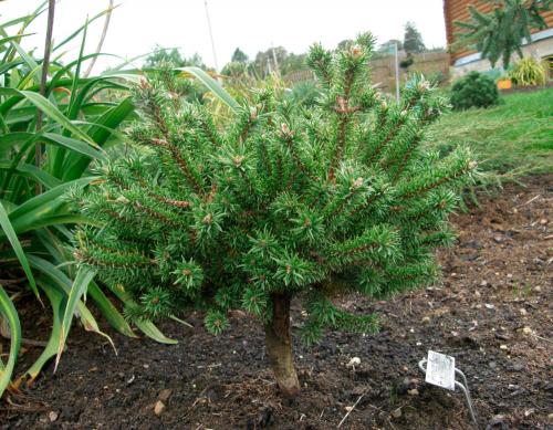 Сосна Банкса диаметр кроны. Сосна Банкса (Pinus banksiana)