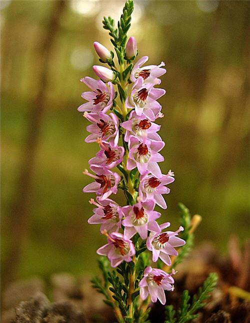 Вереск в горшке. Вереск — приметы и суеверия