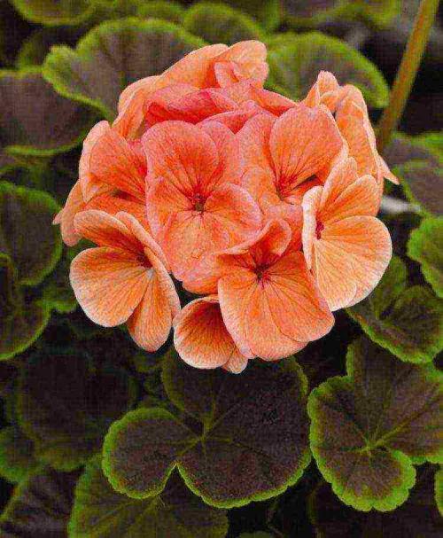 Герань красно-бурая Samobor. Самые редкие разновидности