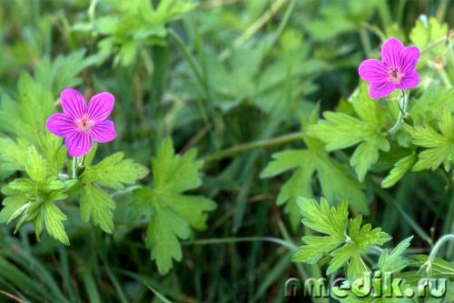 Герань болотная и её применение