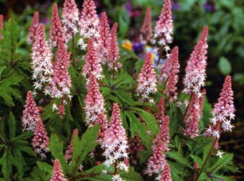 Тиарелла (тиарка) – посадка и уход. Фото