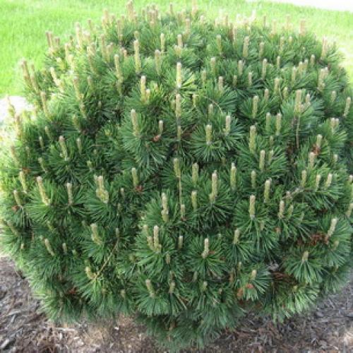 Кедр сибирский, как быстро растет. Характеристика сибирского кедра, размеры и скорость роста