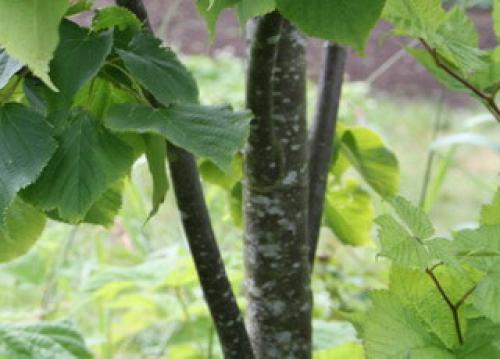 Липа европейская жилкование. Строение липы