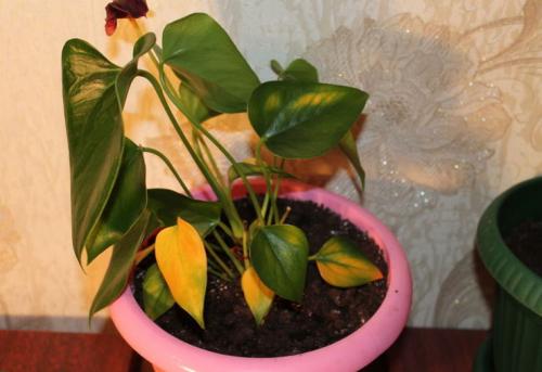 Желтеют листья у антуриума, что это. Почему у антуриума желтеют листья?