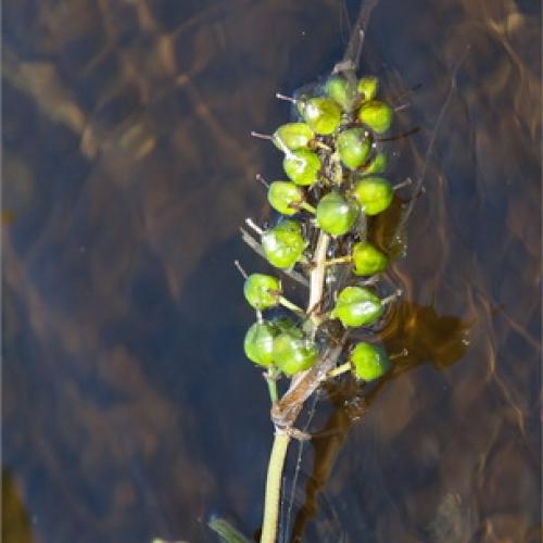 Вахта трехлистная выращивание. Ботаническая характеристика растения вахта трехлистная