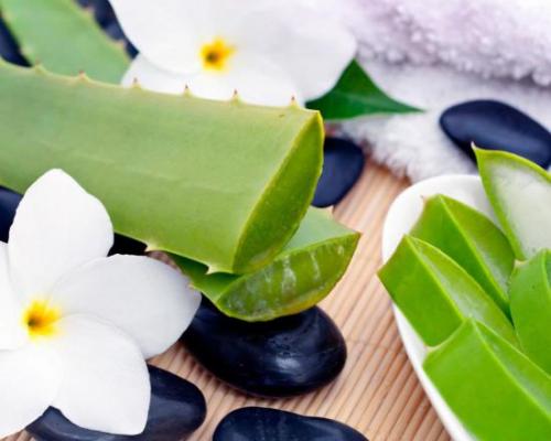 Каланхоэ Блоссфельда лечебные свойства. Каланхоэ при гайморите