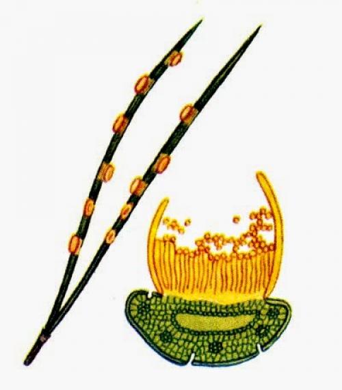 Ржавчина хвои сосны