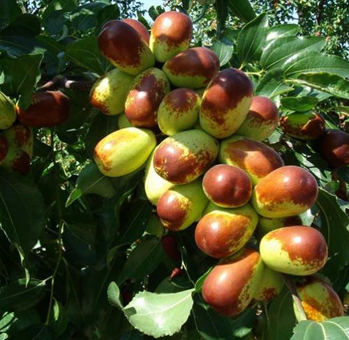 Японский финик. Китайские финики унаби: полезные свойства и вред