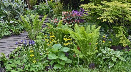 Многолетники с красивыми листьями