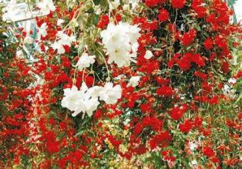 Бегония Вечноцветущая зимовка. Посадка бегонии