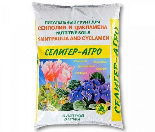 Посадка цикламена клубнями. Особенности посадки цикламена