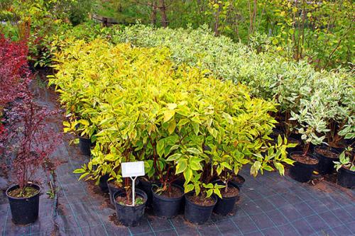 Пестролистные кустарники. Как вырастить дерен пестролистный на дачном участке