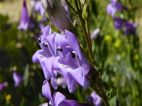 Пенстемон Хаскер Ред описание. Ботаническое описание