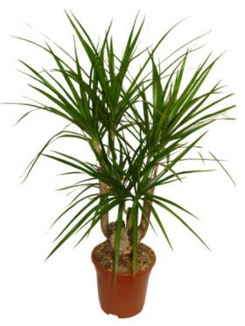 Как омолодить драцену окаймленную в домашних условиях. Как омолодить драцену