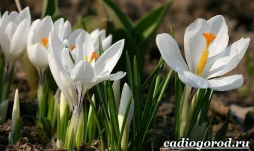 Ruby Giant крокус. Крокус цветок. Выращивание крокуса. Уход за крокусом
