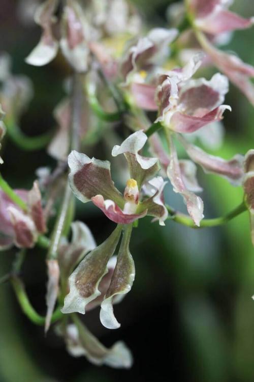 Онцидиум Свит Шугар уход в домашних условиях. Уход за онцидиумом в домашних условиях