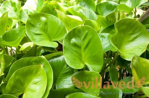 Филодендрон лазящий