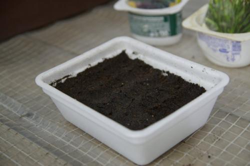 Ожика снежно-белая ЛЮЦИУС. Посев декоративных злаков (Ситник, Ожика, Булавоносец)