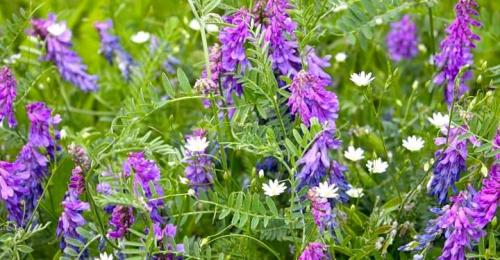 Мышиный горошек: описание растения- лечебные свойства и где применяют +Фото и Видео