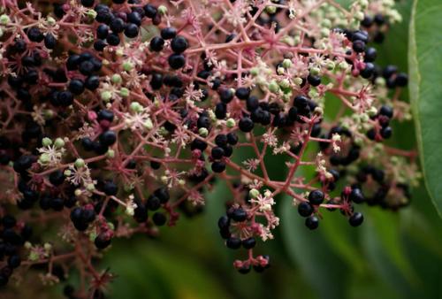 Аралия польза и вред. Чудодейственная аралия маньчжурская: применение с пользой для организма