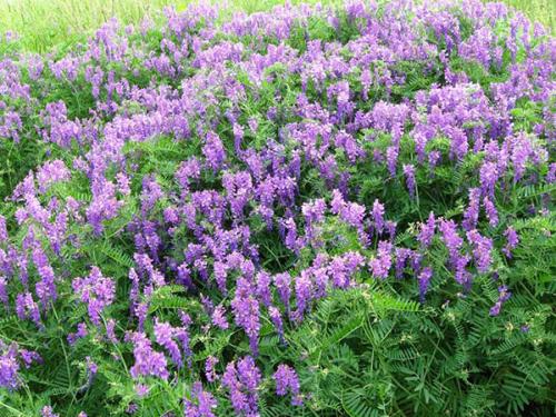 Семена вика бобовых культур. Сочная трава вика — полезный корм и симпатичное растение