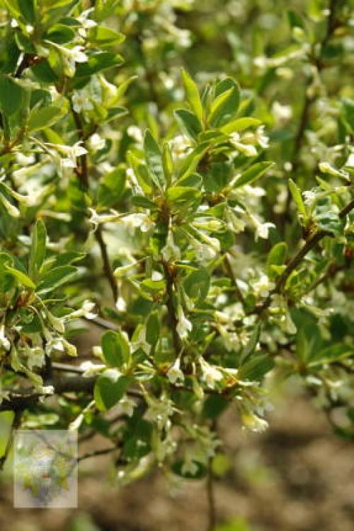 Лучшие сорта гуми. Секреты хорошего урожая гуми